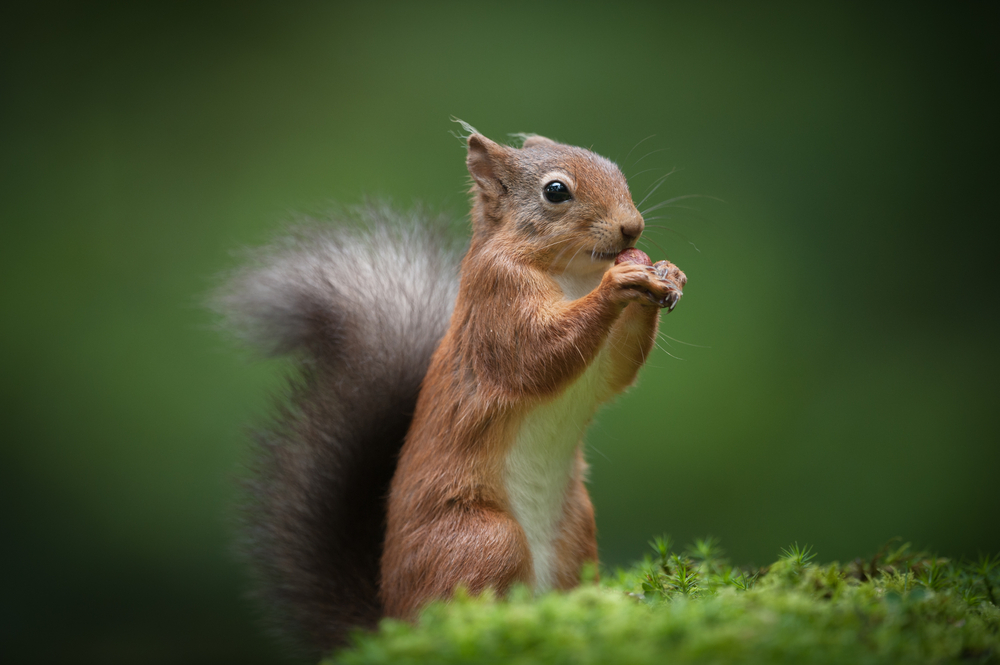 A,Red,Squirrel,Standing,On,The,Mossy,Floor,Of,A