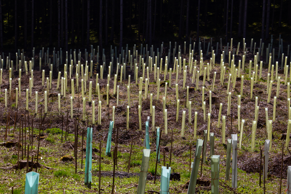 Tree,Nursery,In,The,Forest,,Plastic,Tubes,Protecting,Seedlings